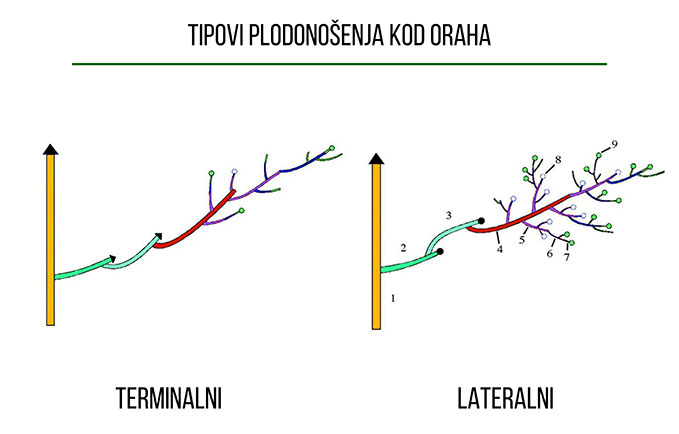 kakoizabrati01.jpg